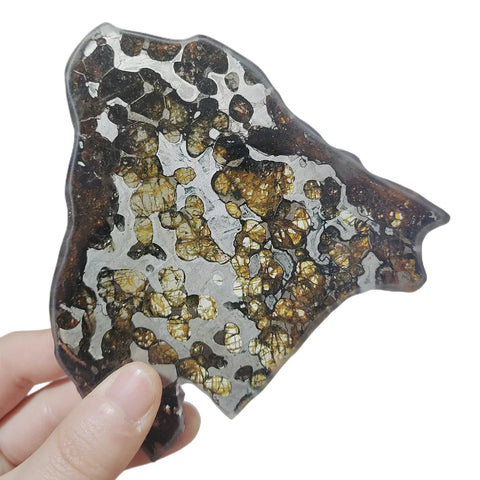 Olive Meteorite Slice-ToShay.org
