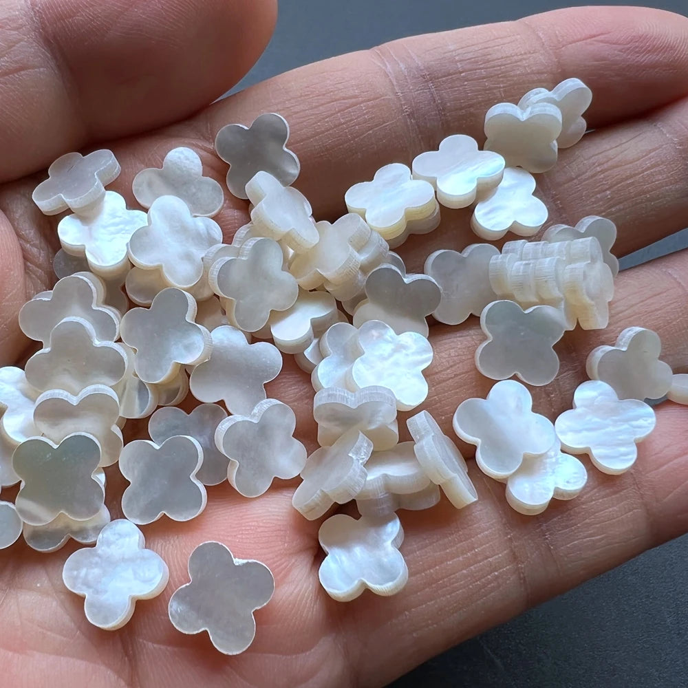 White Flower Shell-ToShay.org
