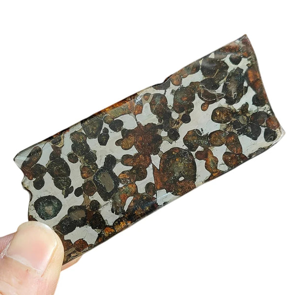 Olive Meteorite Slice-ToShay.org