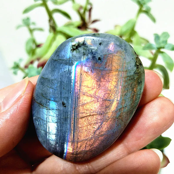 Purple Yellow Light Labrador-ToShay.org