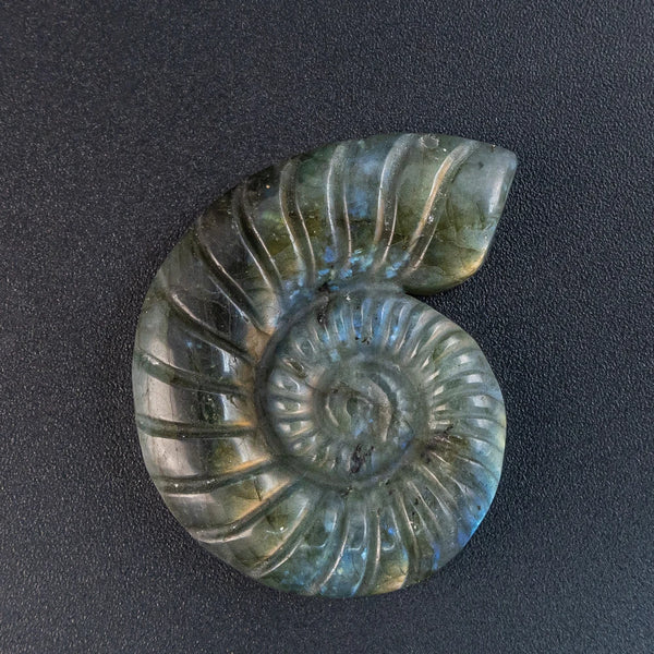 Blue Labradorite Conch-ToShay.org