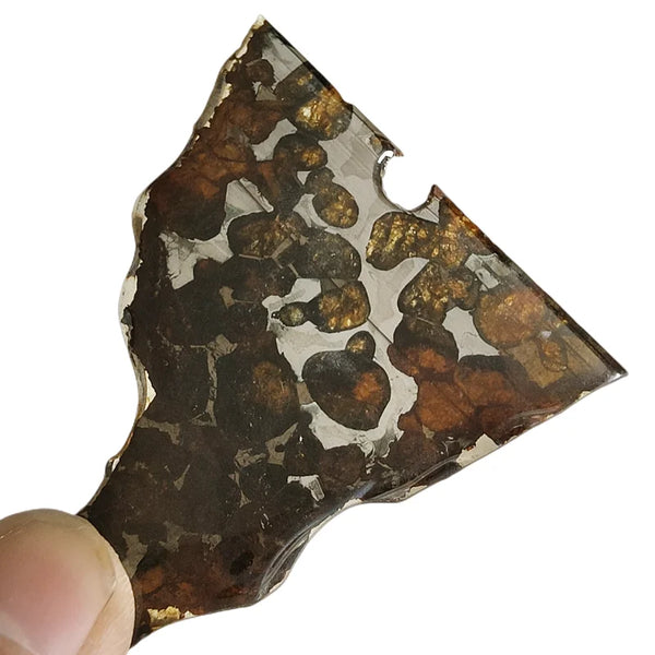 Olive Meteorite Slice-ToShay.org