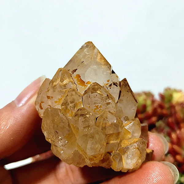 Yellow Mud Sparkling Clusters-ToShay.org