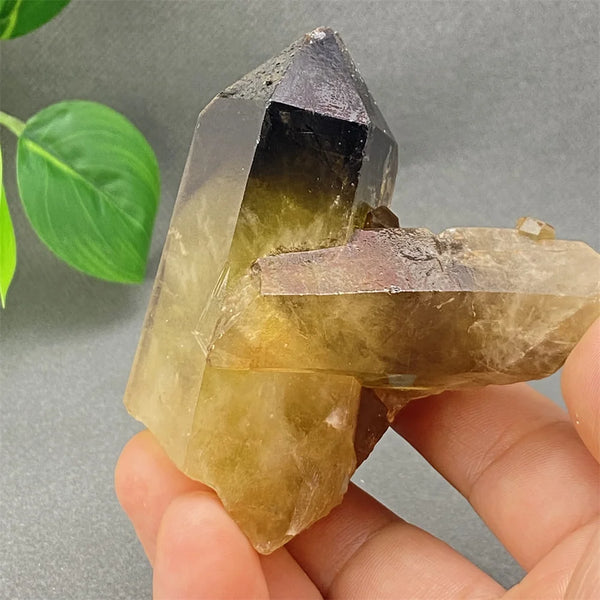 Yellow Black Smoky Quartz-ToShay.org