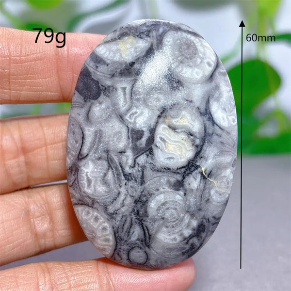 Black White Shellstone-ToShay.org
