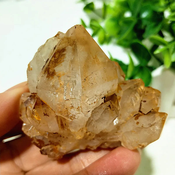 Yellow Mud Sparkling Clusters-ToShay.org