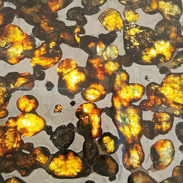 Olive Meteorite Slice-ToShay.org