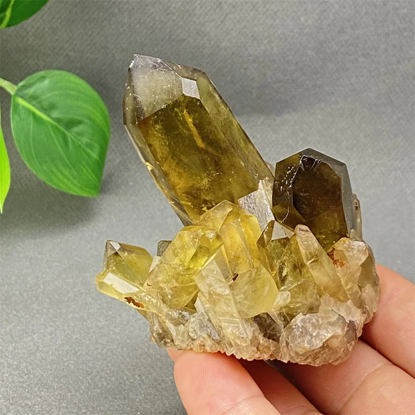 Yellow Black Smoky Quartz-ToShay.org