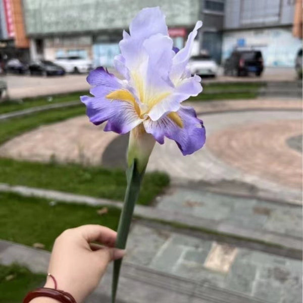 Iris Flower Stem-ToShay.org
