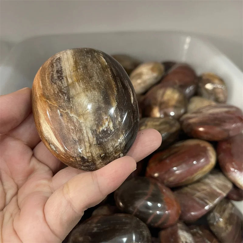 Petrified Wood Palm Stones-ToShay.org