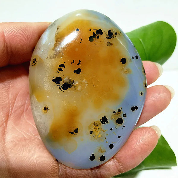 Yellow Blue Water Plant Agate-ToShay.org