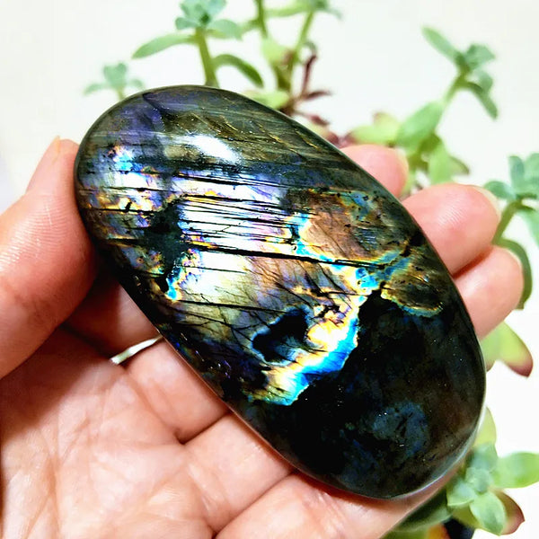 Purple Yellow Light Labrador-ToShay.org