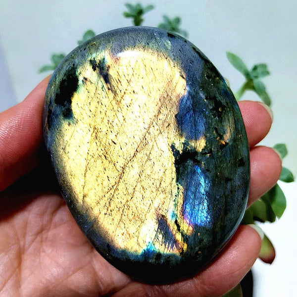 Purple Yellow Light Labrador-ToShay.org