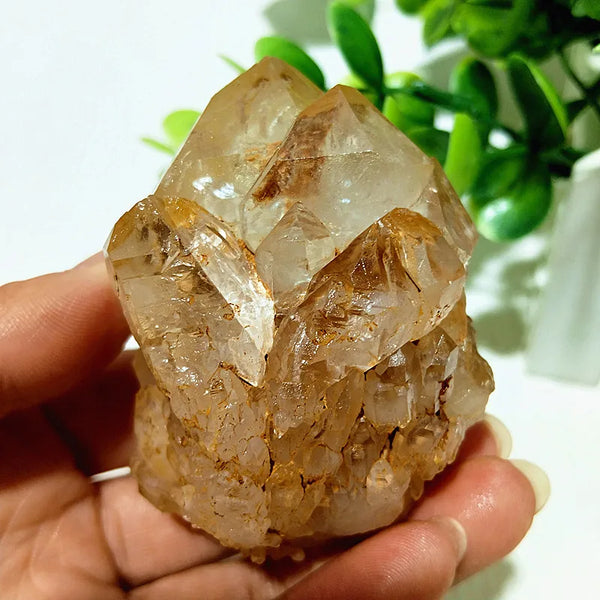Yellow Mud Sparkling Clusters-ToShay.org