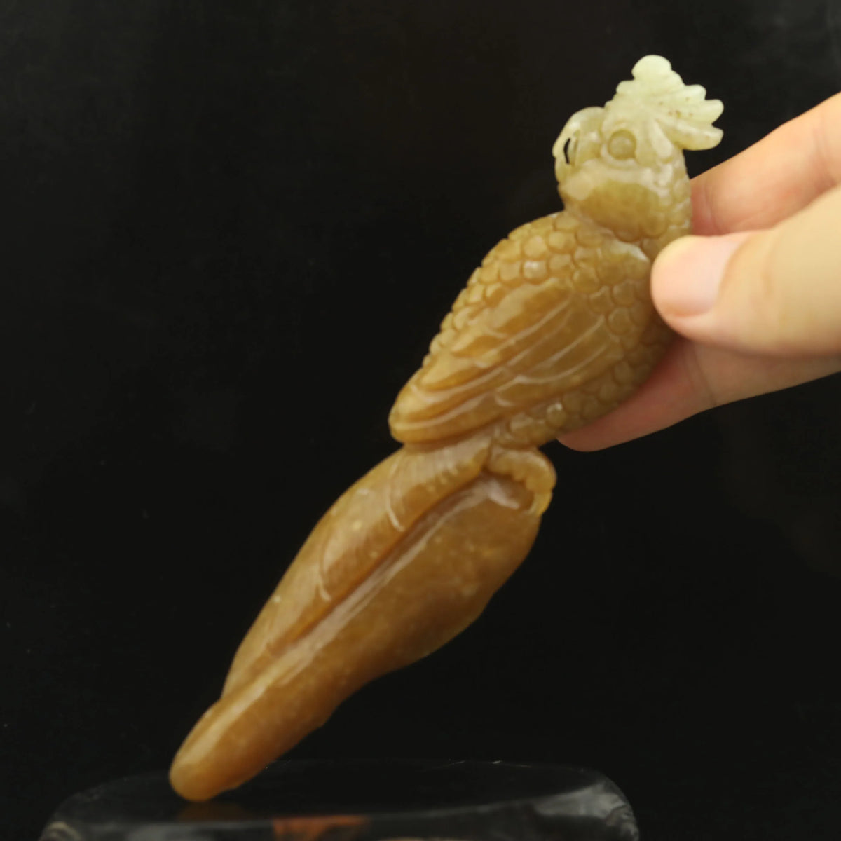 Yellow Jade Parrot-ToShay.org