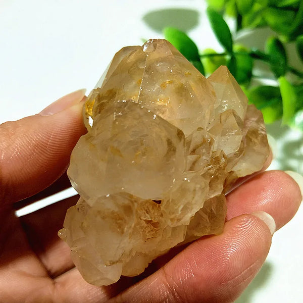 Yellow Mud Sparkling Clusters-ToShay.org