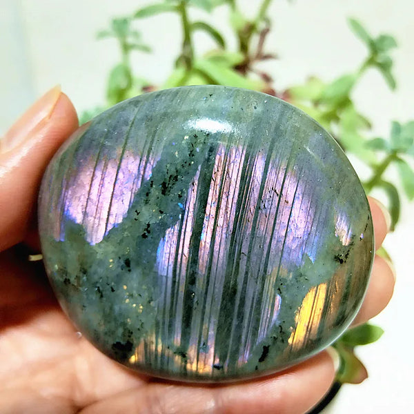 Purple Yellow Light Labrador-ToShay.org