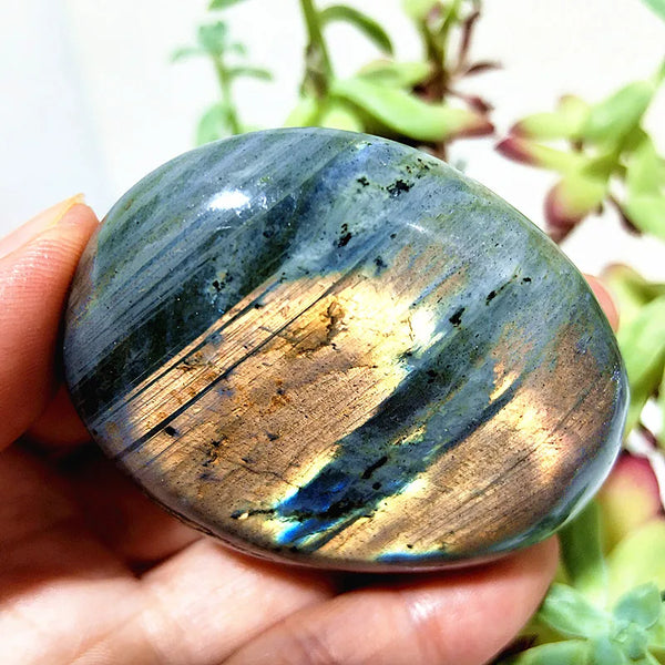 Purple Yellow Light Labrador-ToShay.org