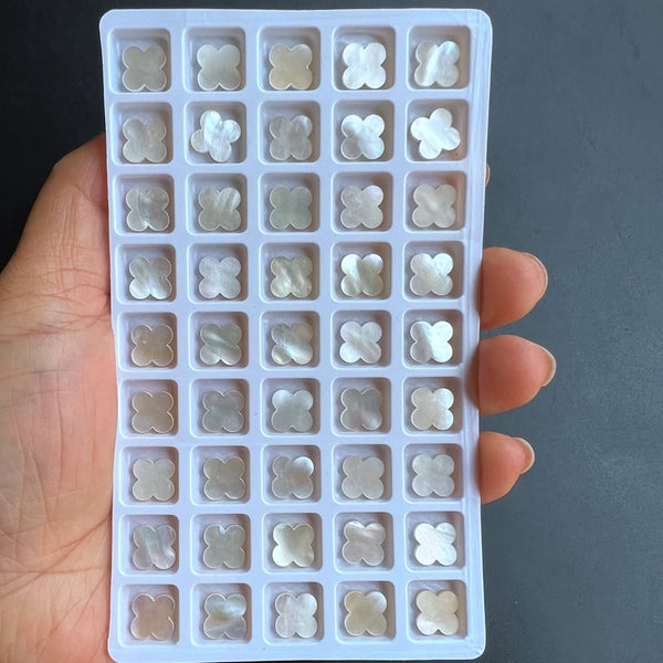 White Flower Shell-ToShay.org