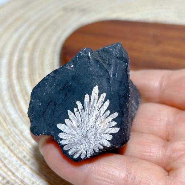 Black Chrysanthemum Raw Stone-ToShay.org