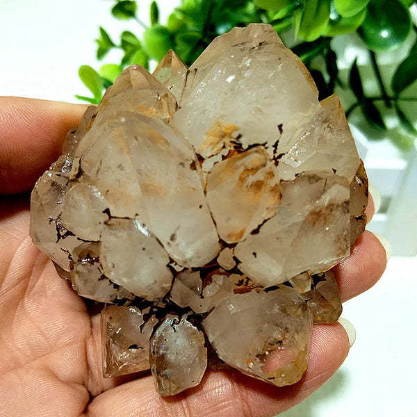 Yellow Mud Sparkling Clusters-ToShay.org