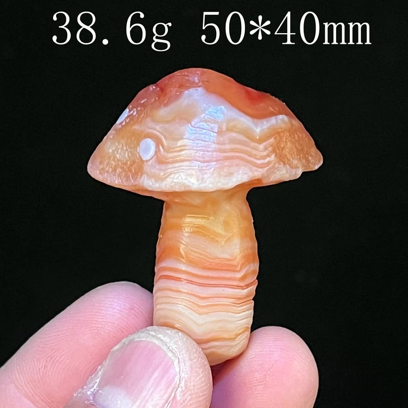 Mixed Gobi Eye Mushroom-ToShay.org