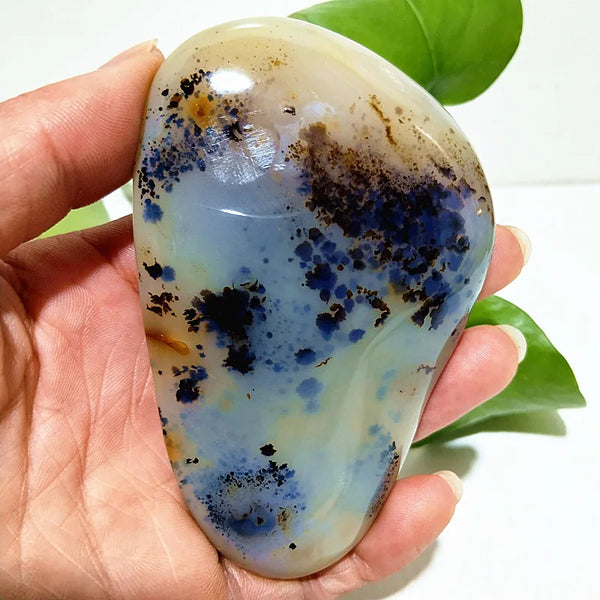 Yellow Blue Water Plant Agate-ToShay.org