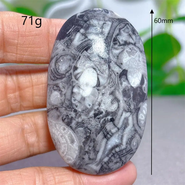 Black White Shellstone-ToShay.org