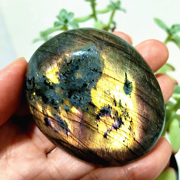 Purple Yellow Light Labrador-ToShay.org