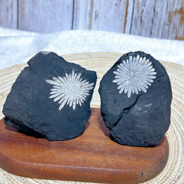 Black Chrysanthemum Raw Stone-ToShay.org