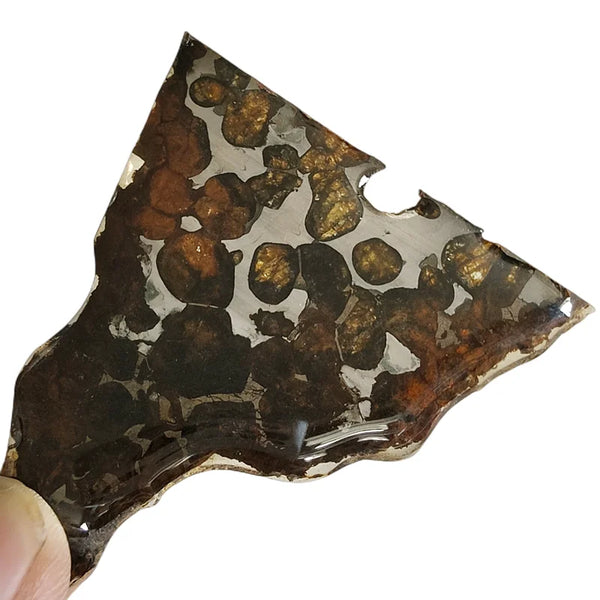 Olive Meteorite Slice-ToShay.org