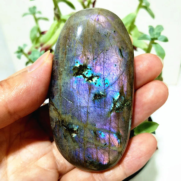 Purple Yellow Light Labrador-ToShay.org