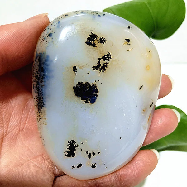 Yellow Blue Water Plant Agate-ToShay.org