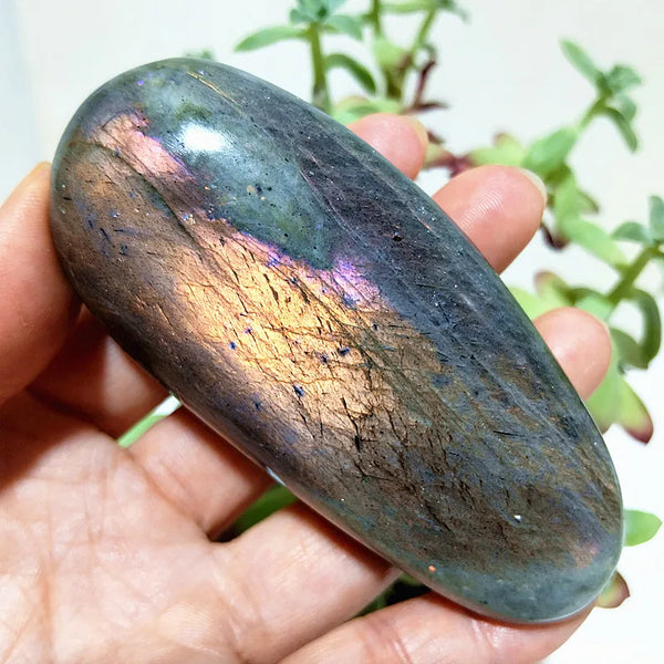 Purple Yellow Light Labrador-ToShay.org