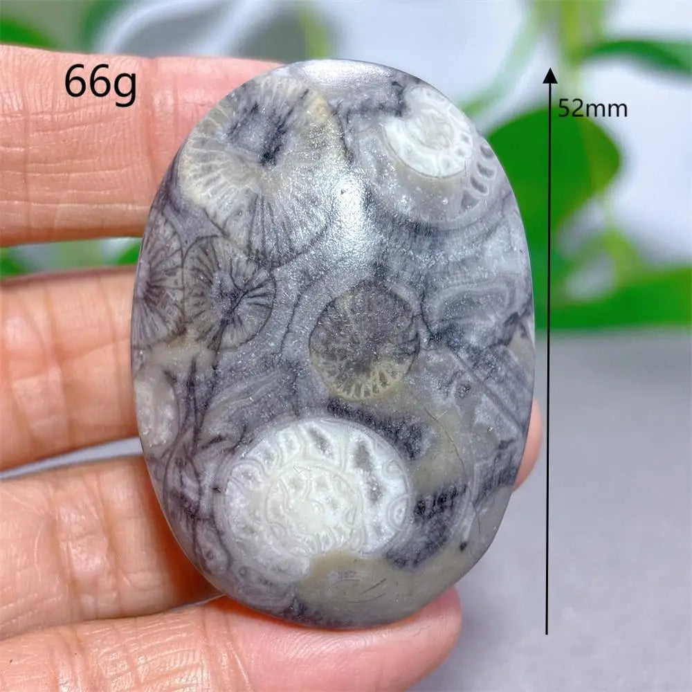 Black White Shellstone-ToShay.org
