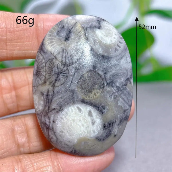 Black White Shellstone-ToShay.org