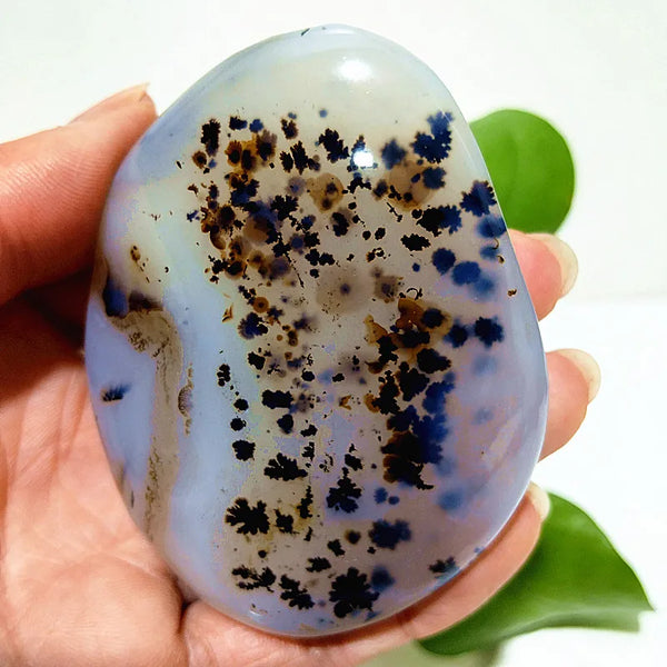 Yellow Blue Water Plant Agate-ToShay.org