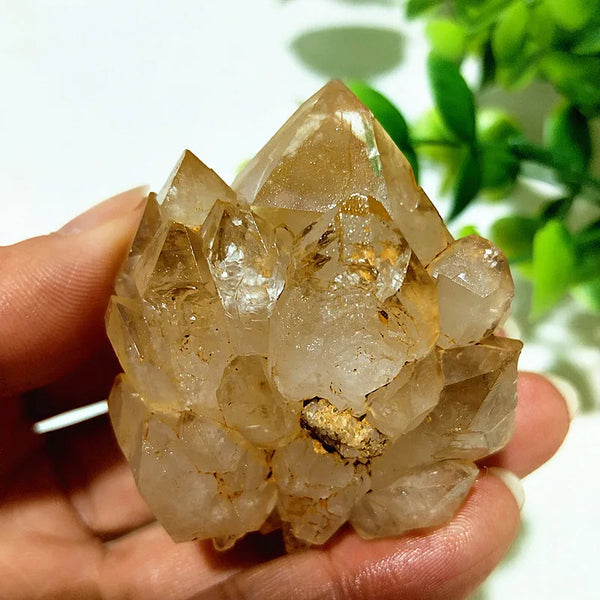 Yellow Mud Sparkling Clusters-ToShay.org