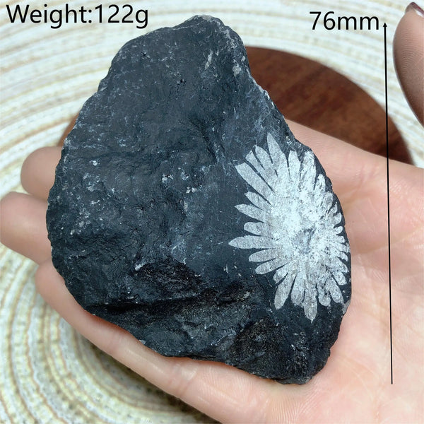 Black Chrysanthemum Raw Stone-ToShay.org
