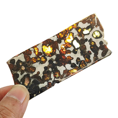 Olive Meteorite Slice-ToShay.org