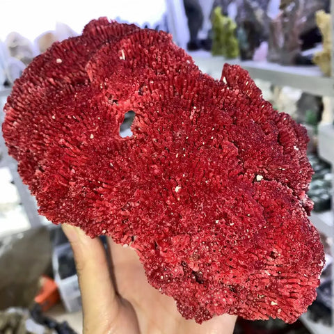 Red Coral Reef Cluster-ToShay.org
