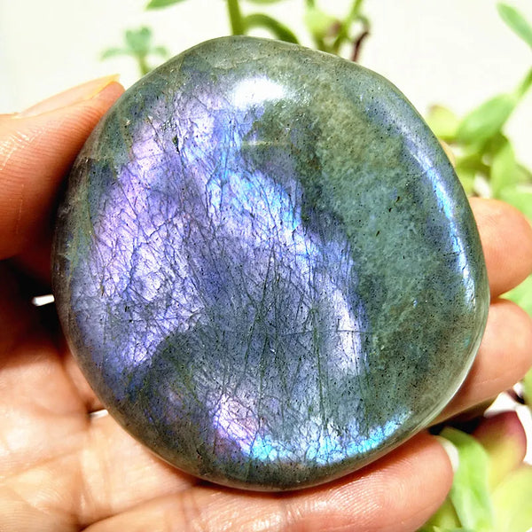 Purple Yellow Light Labrador-ToShay.org