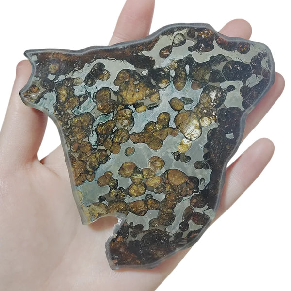 Olive Meteorite Slice-ToShay.org
