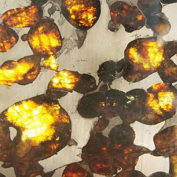 Olive Meteorite Slice-ToShay.org