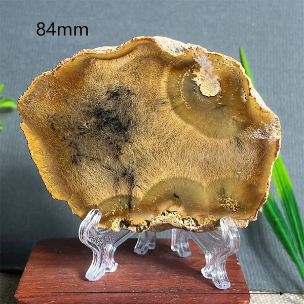 Yellow Hair Agate Slab-ToShay.org