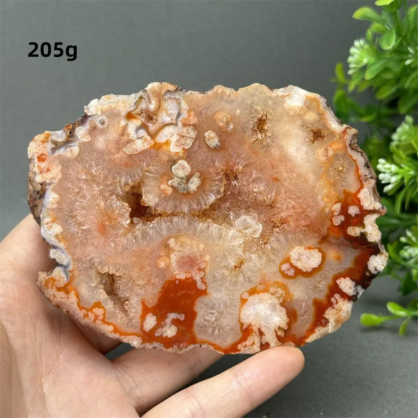 Red Cherry Blossom Agate-ToShay.org