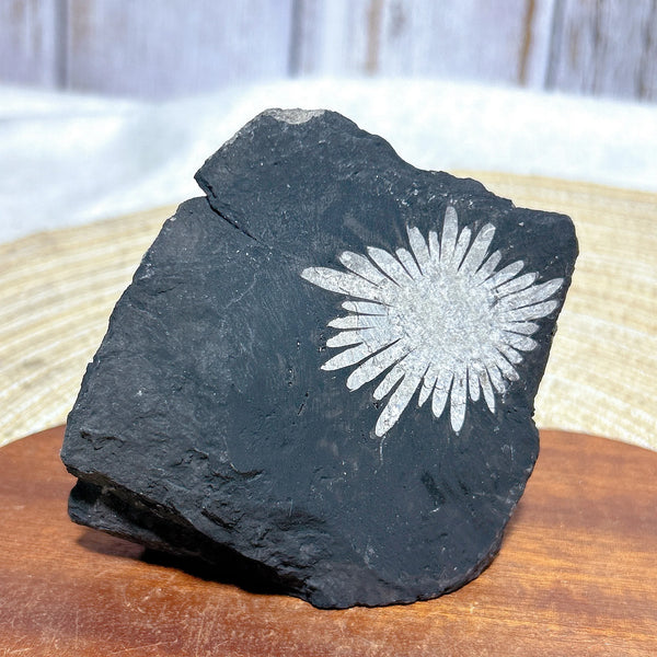 Black Chrysanthemum Raw Stone-ToShay.org