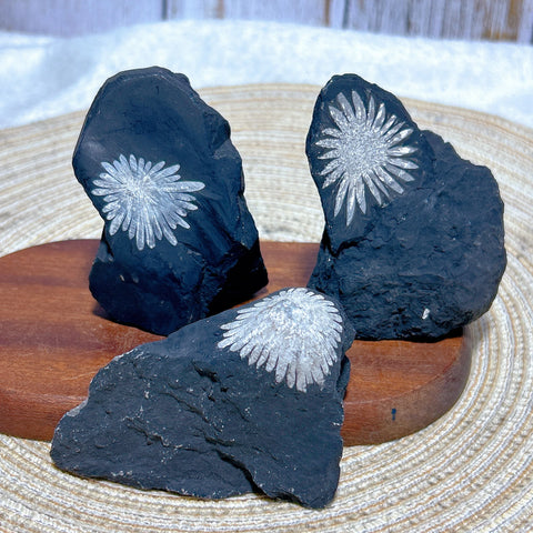 Black Chrysanthemum Raw Stone-ToShay.org