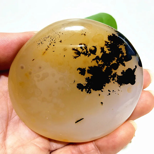 Yellow Blue Water Plant Agate-ToShay.org