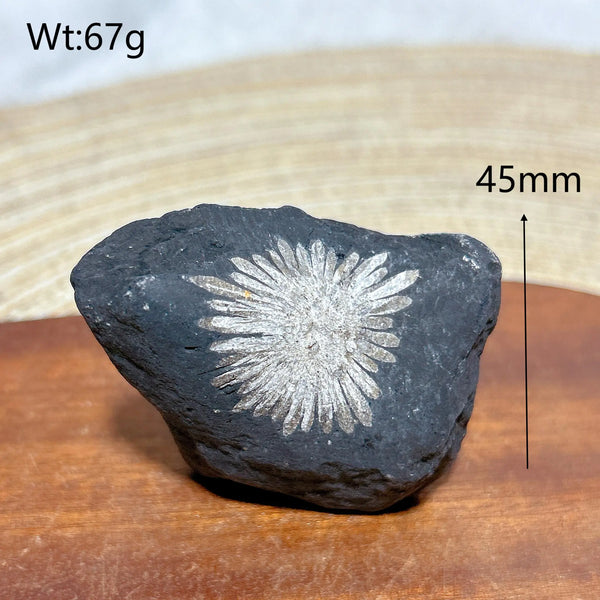 Black Chrysanthemum Raw Stone-ToShay.org